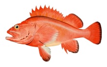 Rotbarsch